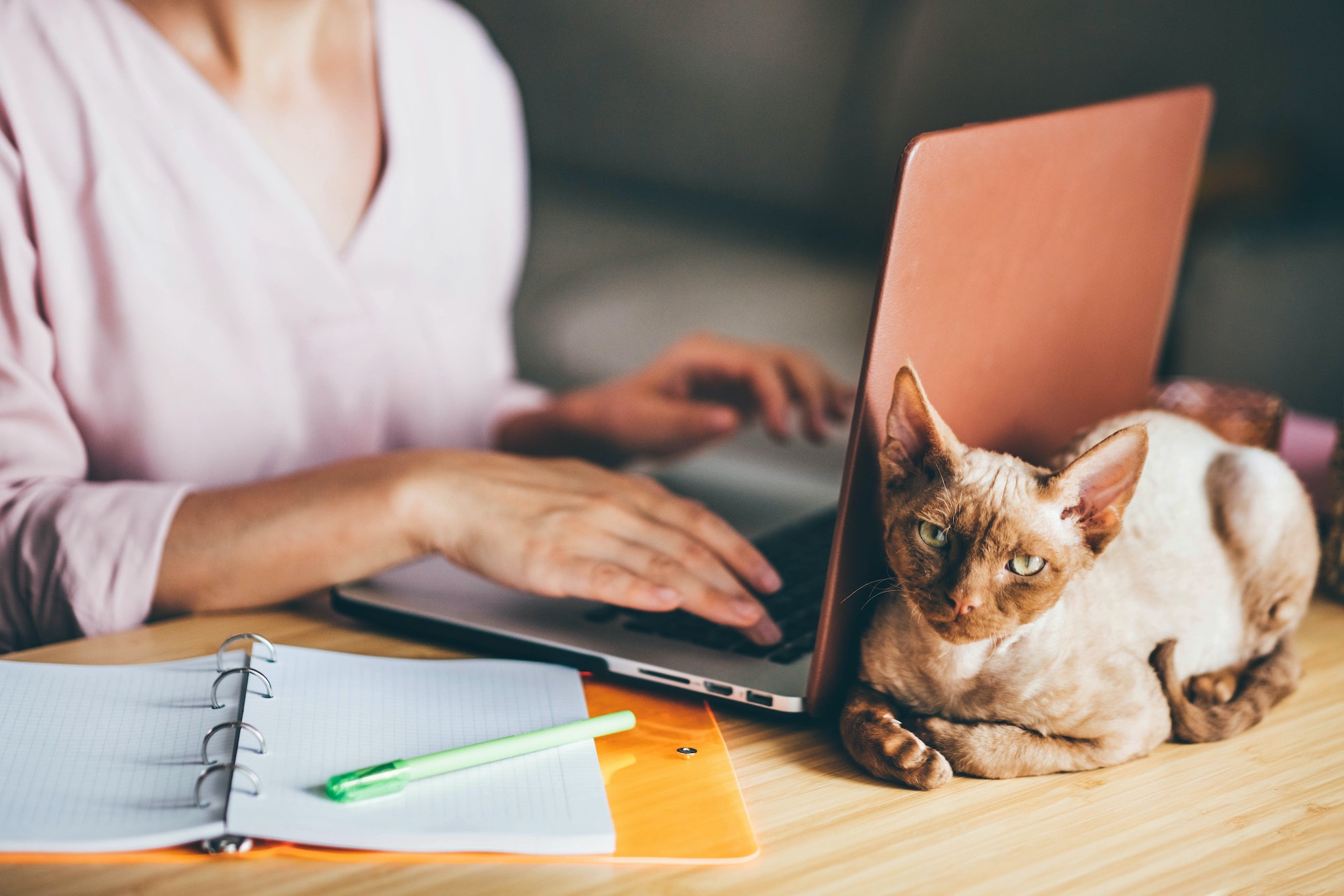 Girl using laptop. Close up cat looking to the camera.